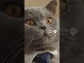 Mi Gato Es Mi Jefe 🐱💼