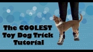 The COOLEST toy dog trick tutorial!