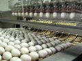 Installation done Egg Grader Omnia 330 XF with Loader