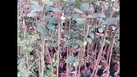 Hồng Giòn Đen Nhật Bản,Giống Hồng Giòn Ngon Nhất Thế Giới Mới Về,0978073004