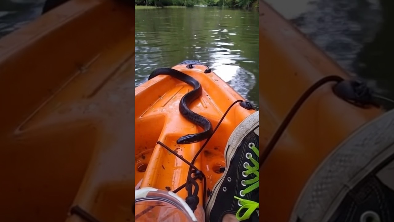 A cute rare water snake is arriving in the boat 