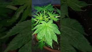 Need help growmiis