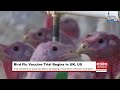 Large-Scale mRNA Bird Flu Vaccine Trial Begins in UK and US