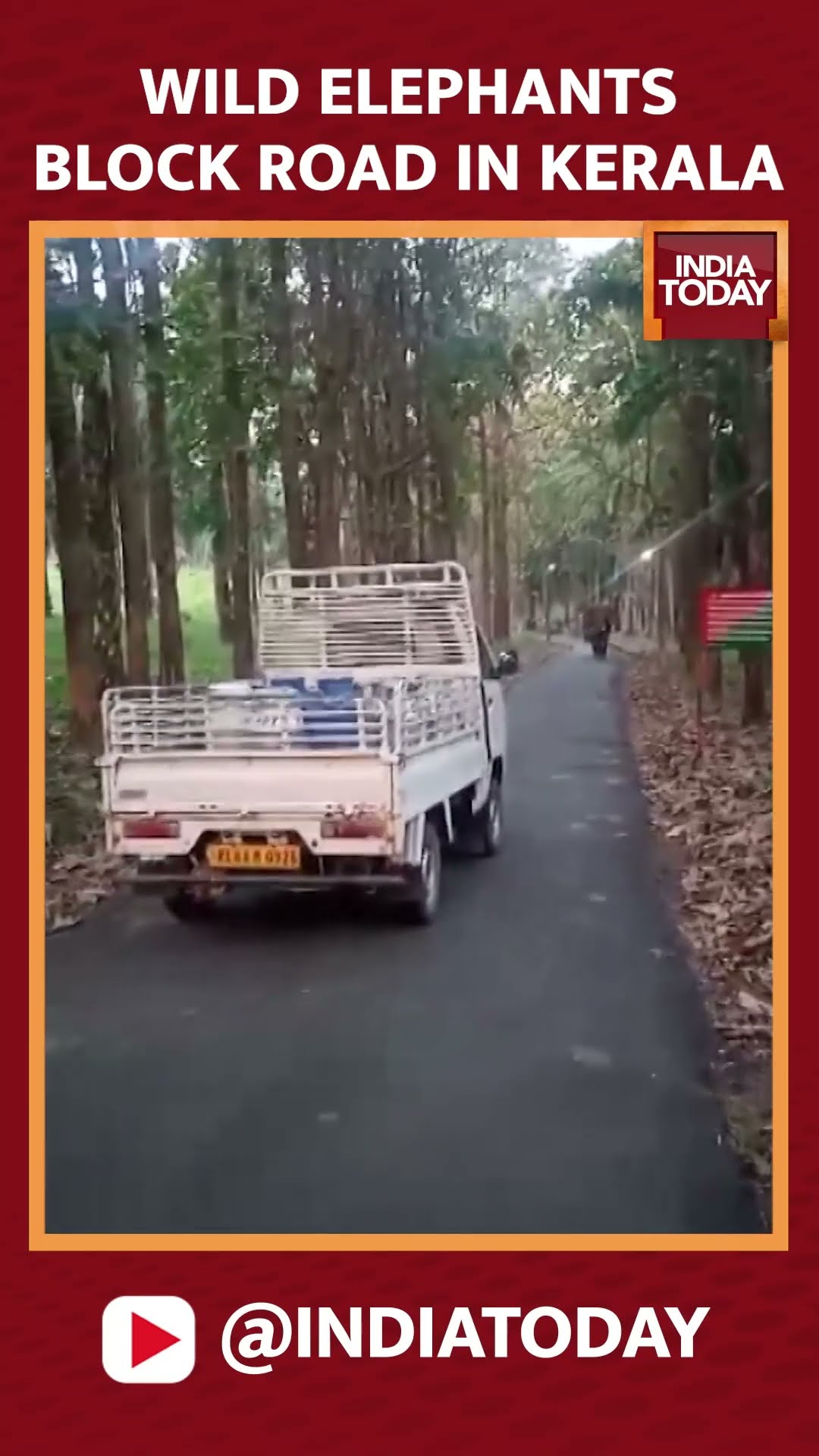 Visuals Of Wild Elephants Blocking Road In Kerala #shorts #kerala #wildlife