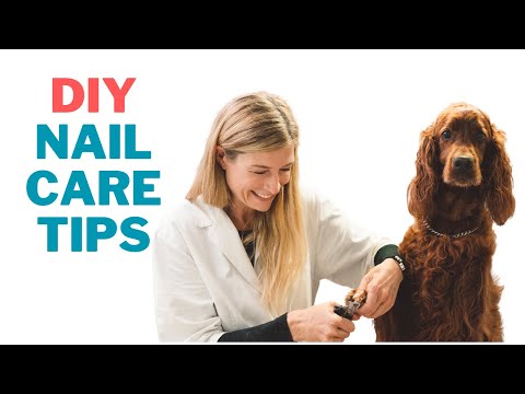 Dog Nail Care: How To Buy The Best Dog Nail Clippers | Dog nail clippers, Dog  nails, Pet halloween costumes