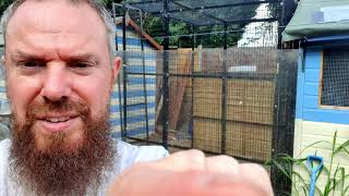 Breeding and Keeping Update - Parrot Aviary nearly Finished and lots of baby gouldians by Budgie and Aviary Birds 11,018 views 4 years ago 10 minutes, 15 seconds