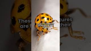 A group of ladybugs is called something really cute!
