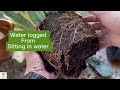 Snake plant care and repotting separating an overwatered snake plant succulent plant care tips