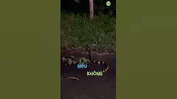 Cận Cảnh Rắn Cạp Nong Bò Ngoài Đường Lúc Nửa Đêm – Cực Nguy Hiểm! 🐍⚠️