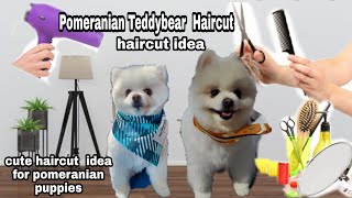 Pomeranian TEDDY BEAR  Hair Cut New LOOK 2020