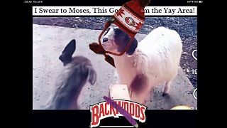 I Swear to Moses, This Goat is From the Yay Area!