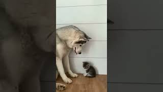 Kedi Ile Köpek