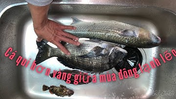 Câu cá tráp giữa mùa đông khắc nghiệt ở Nhật và cái kết ngọt ngào cho sự kiên trì 冬チヌ団子釣り