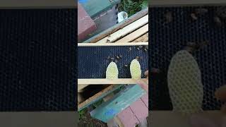 How to fix bees drawing out foundation incorrectly