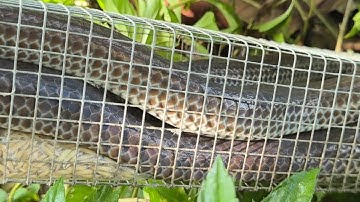 Võ Chí Tâm cái bẫy huyền thoại 3 lần thăm dính 5 con rắn lớn phần 139/ Săn bắt Sông Hậu TV 