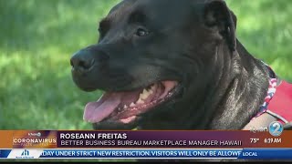 Watch out for puppy scam with a COVID-19 twist