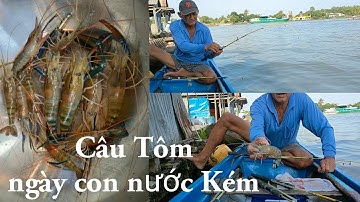 Câu Tôm Ngày Con Nước Kém , cuối mùa câu tôm yếu ăn hơn mọi khi