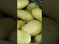 هل البطاطا الخضراء خطيرة 