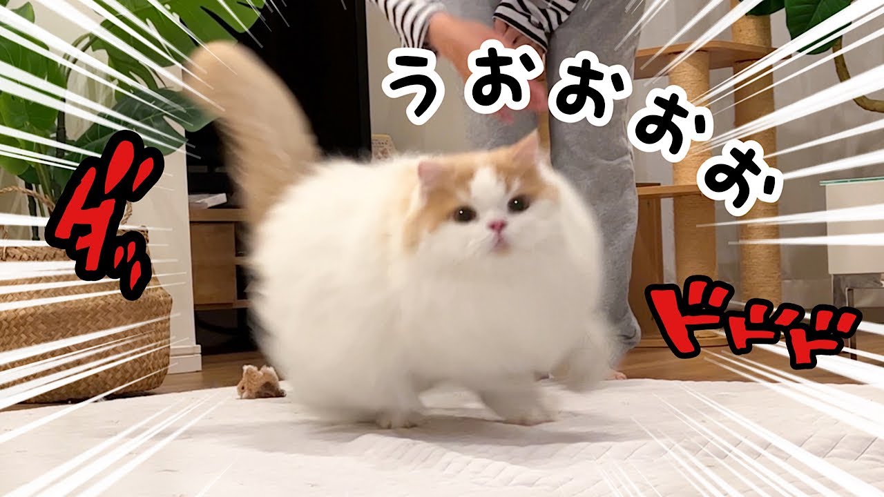 じゃれねこ『6月☆73 レモン×うさぎ♡』 体調復活!】全力で遊んで甘える猫が可愛すぎて涙 - YouTube