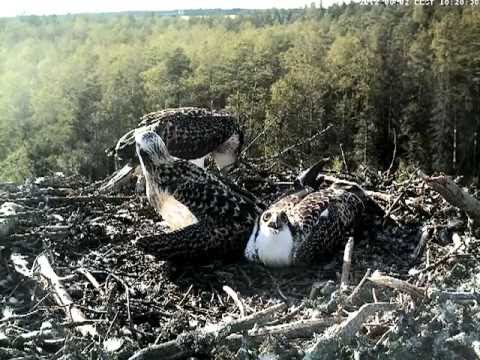 eesti energia Osprey nest - A fish for chick