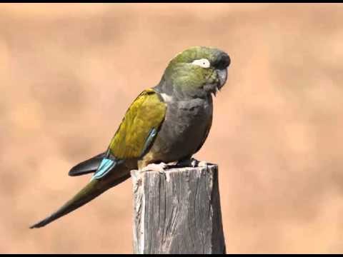 Loro Barranquero Cantando Sonido para Llamar El Mejor