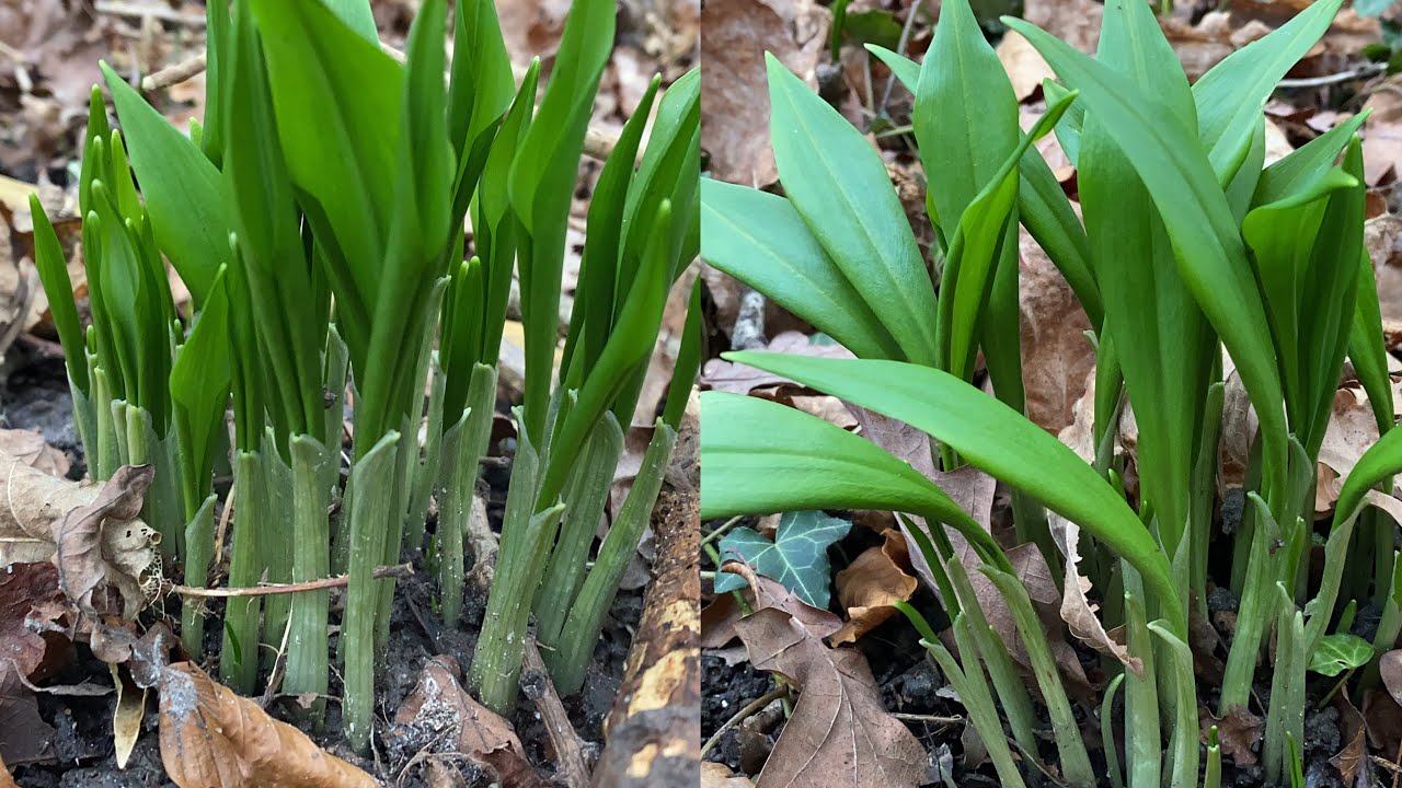 ฝั่งนี้ก็สวยงามไม่แพ้กัน # กระเทียมป่ากำลังแตกใบอ่อนสวยมาก # picking wild garlic.