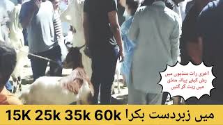 cafe piyala bakra mandi 2023 ||  bakra mandi || gullbareg mandi || Saddam shadi hall vlogs