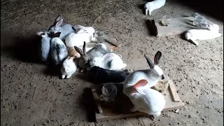 видео: Кролики: Как я содержу молодняк в гараже картинка: Кролики: Как я содержу молодняк в гараже
