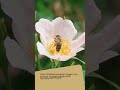 Wildbienen retten? Easy!