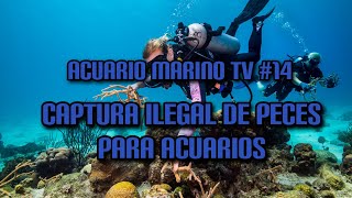 Acuario Marino TV #14 Captura Ilegal de Peces