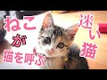 【保護猫が追加で子猫を連れてきました】　可愛すぎる　ミケ猫　子猫　ねこ道楽　水戸道楽TV