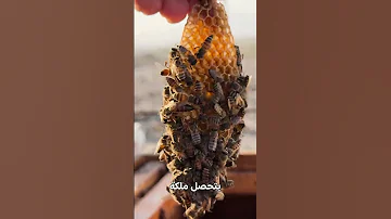 شوفوا ملكة النحل وين موجودة 