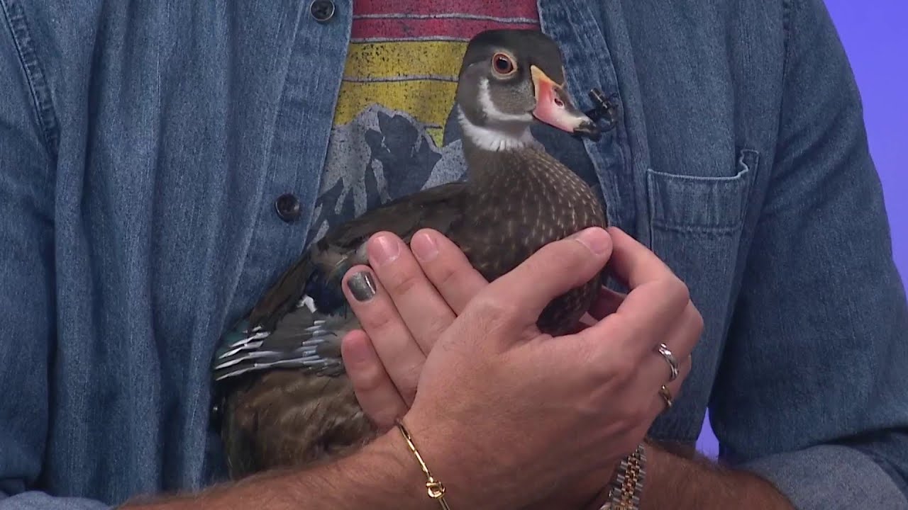 This local organization rehabilitates wildlife found around the Houston area | HOUSTON LIFE | KP...