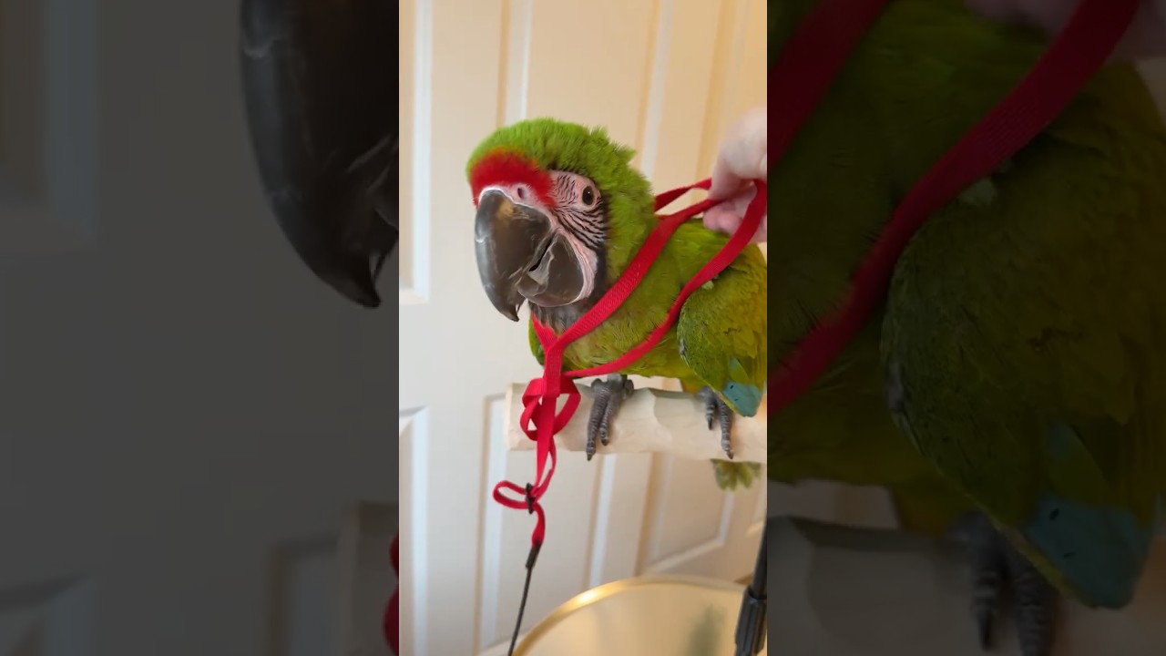 Знакомство с шлейкой для птенца большого зелёного ара