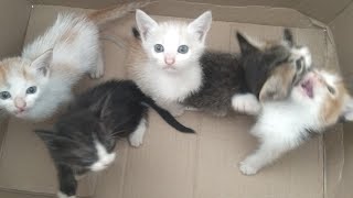 Sungguh senang anak kucing melihat majikan pulang membawa makanan