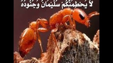 حَتَّى إِذَا أَتَوْا عَلَى وَادِ النَّمْلِ قَالَتْ نَمْلَةٌ القارئ محمد سالم الاسيوطي