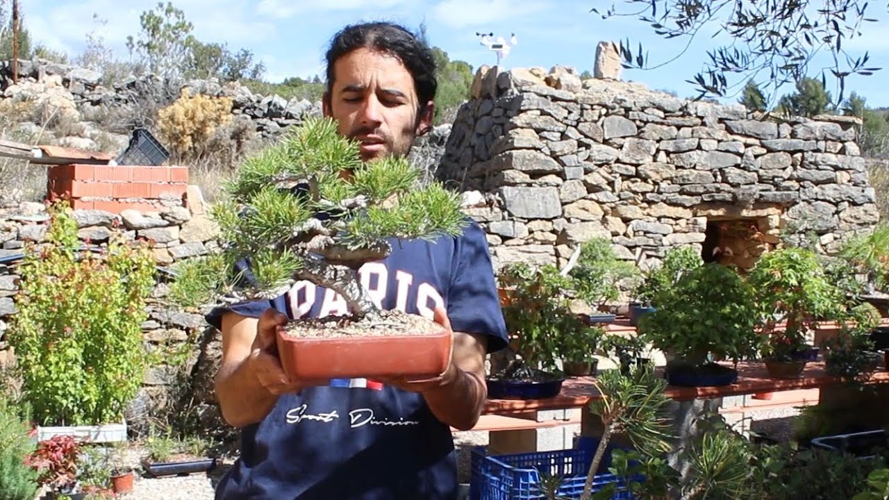 Tiempo de recuperación post trasplante en pinos