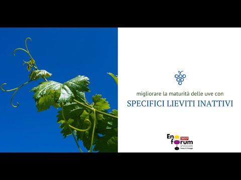 Innovativa applicazione fogliare per migliorare la maturità fenolica e aromatica delle uve