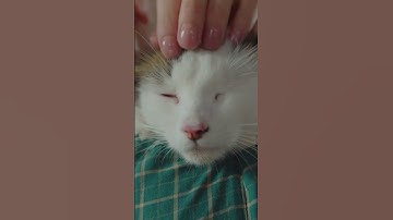Cracking the Code: Understanding Your Cat