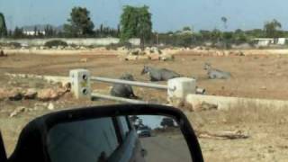 Safari Zoo Mallorca