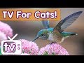 Relaxing Sounds and Nature Footage to Calm your Cat! Bird Fun The Garden! Relaxing, Soothing Music!