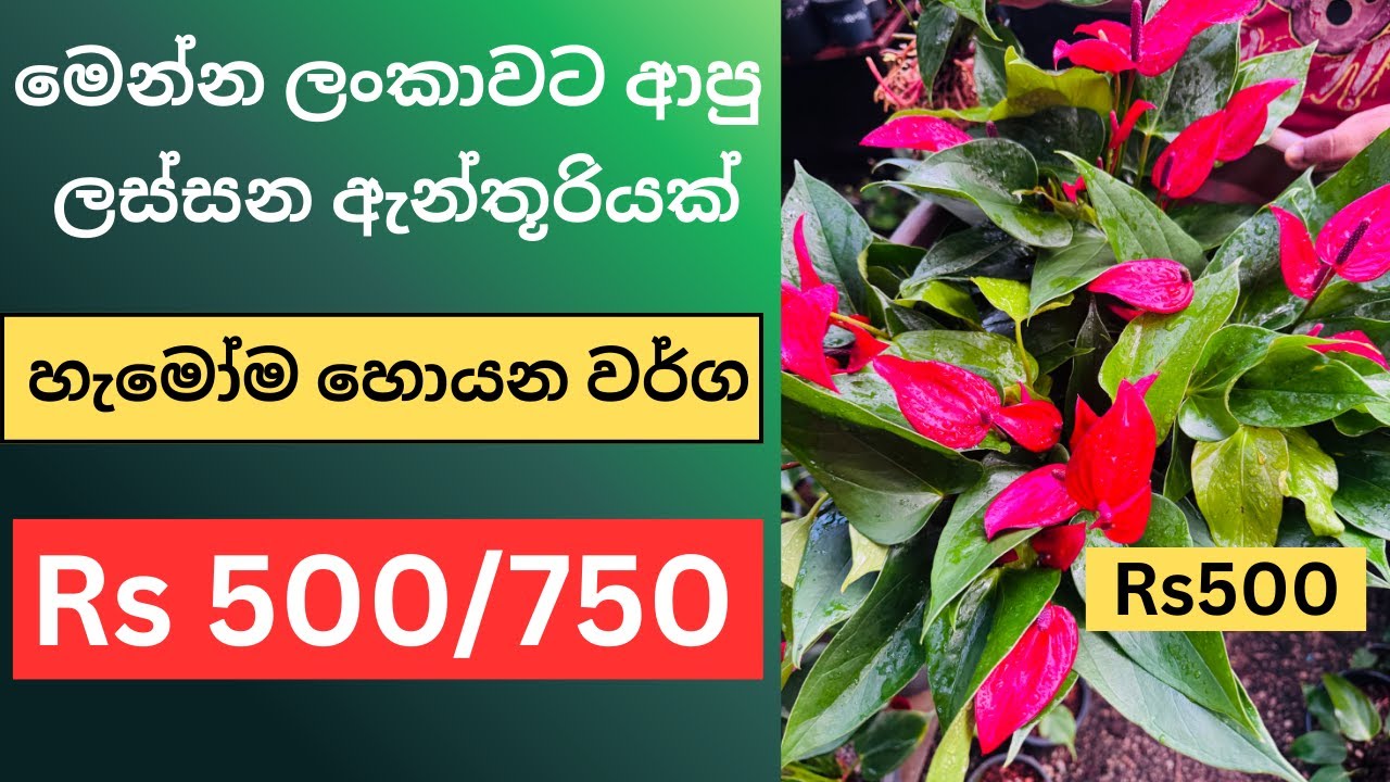 😍 බැංකොක් ඇන්තූරියන් පැල ලංකාවට ආවා - මෙන්න ජනප්‍රියම ඒවා මිල අඩුකරා