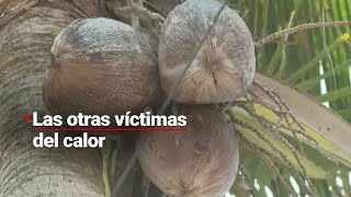 El intenso CALOR de Veracruz está afectando a las frutas, verduras y hortalizas cultivadas