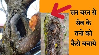 Winter sunscald ( sunbrun ) on an apple tree | Disease Control Chanshal apple