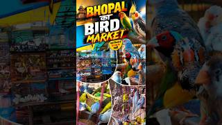 kaisa chal raha hai Bhopal ka bird market #birds #colony