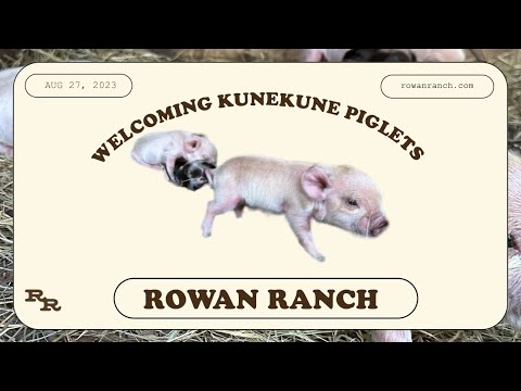 What's been going on at the Ranch + KuneKune Piglets are here!