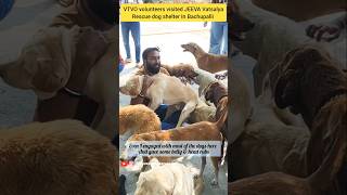 Visited Dog rescue shelter in Hyderabad | Stop stop start adopt |Abandoned dogs #trendingshorts #dog