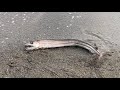 打ち上げられた深海魚