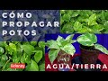 Cómo multiplicar la planta potos / propagar en agua por hoja /propagar en tierra. liclonny