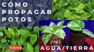 Cómo multiplicar la planta potos / propagar en agua por hoja /propagar en tierra. liclonny